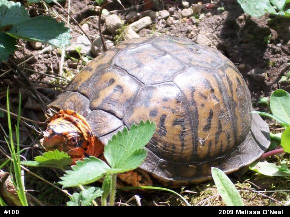 Eastern Box Turtle