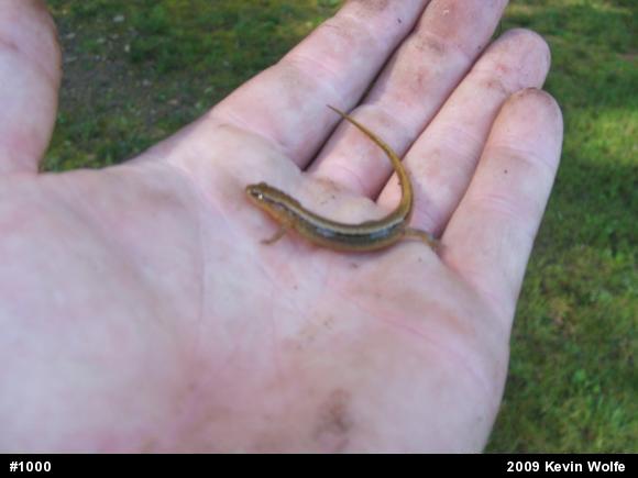 Northern Two-lined Salamander