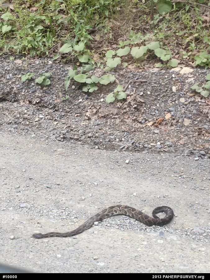 Timber Rattlesnake