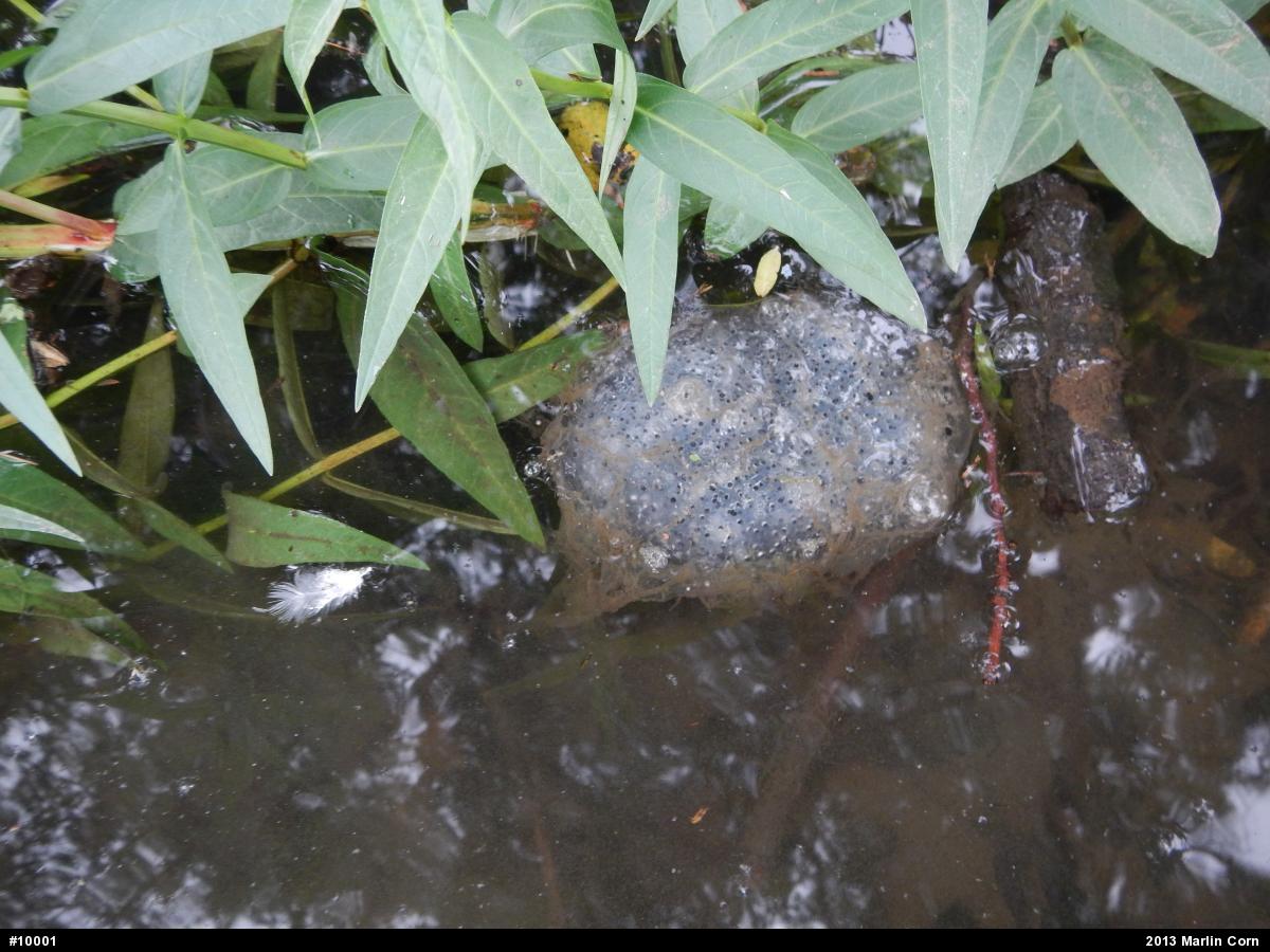 American Bullfrog