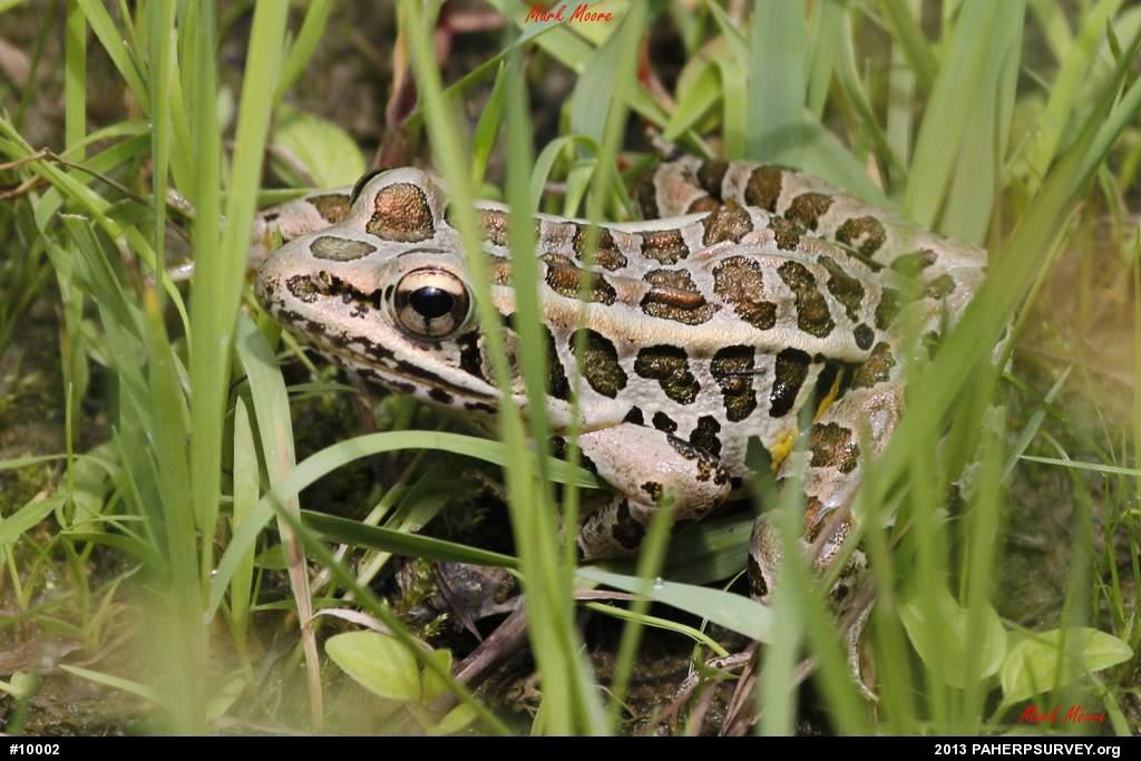 Pickerel Frog