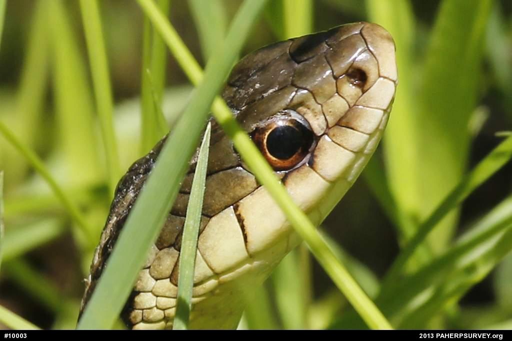 Eastern Gartersnake