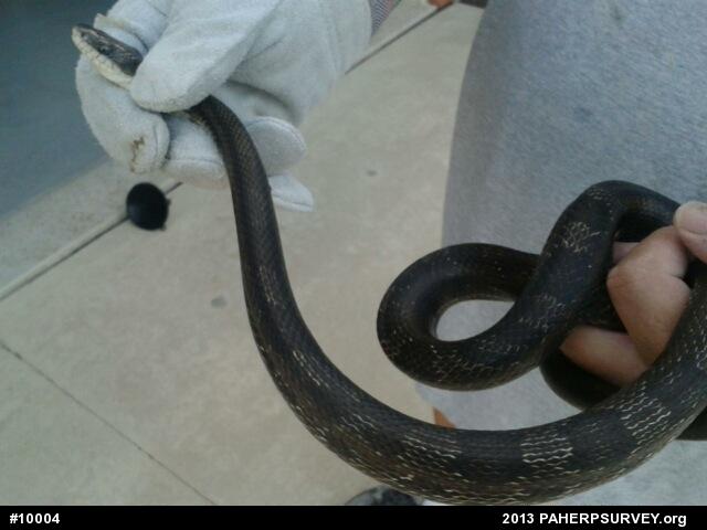 Eastern Ratsnake