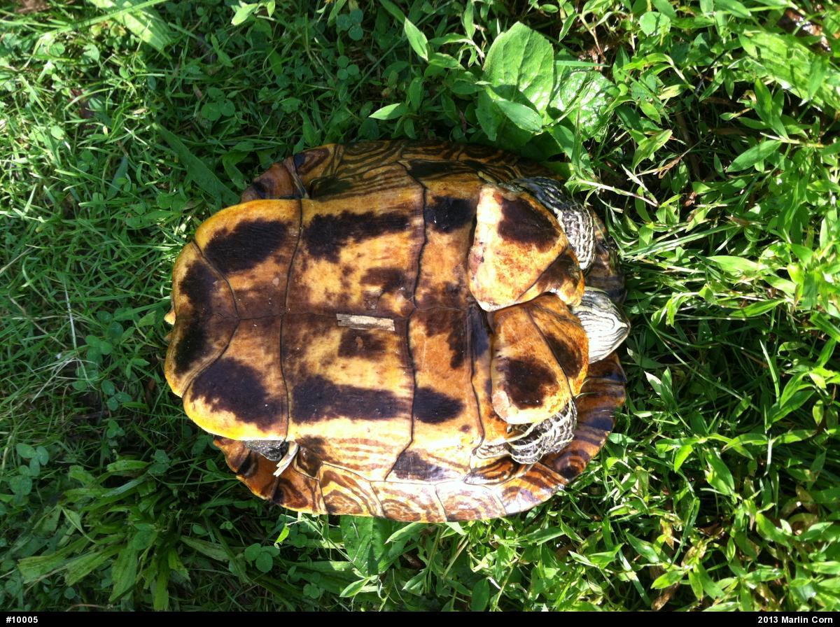 Red-eared Slider