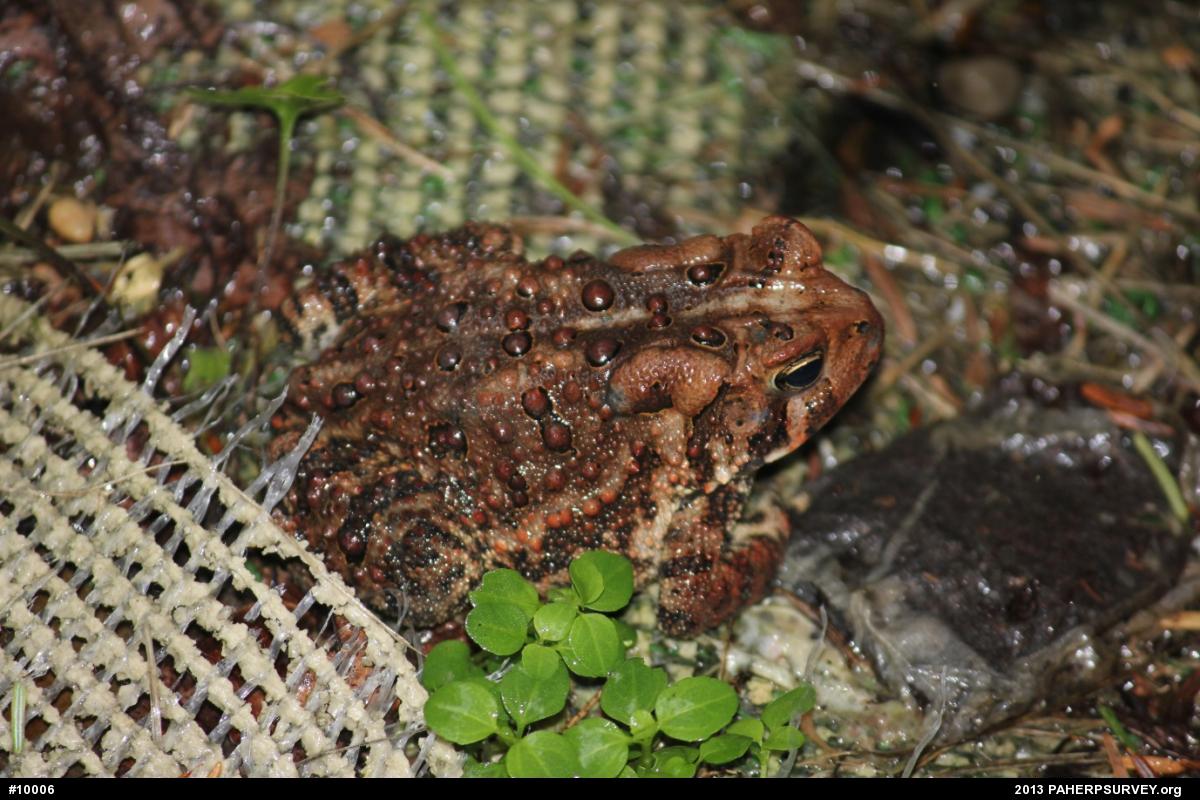 Eastern American Toad