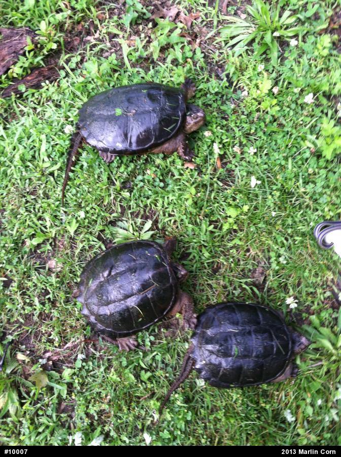 Snapping Turtle