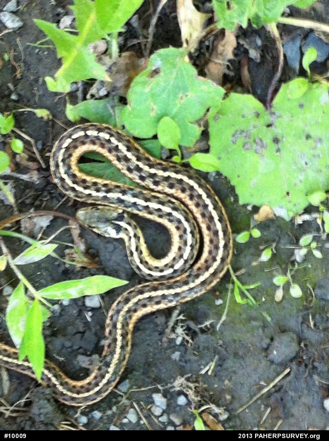 Eastern Gartersnake