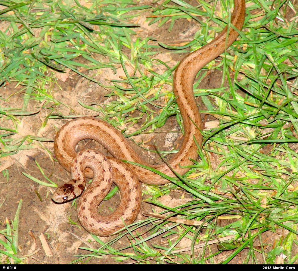 Dekay's Brownsnake