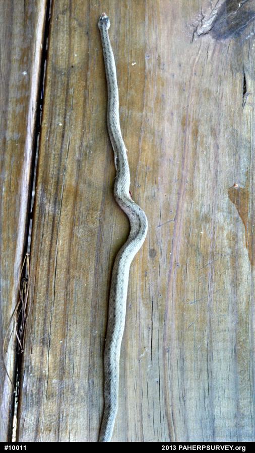 Dekay's Brownsnake