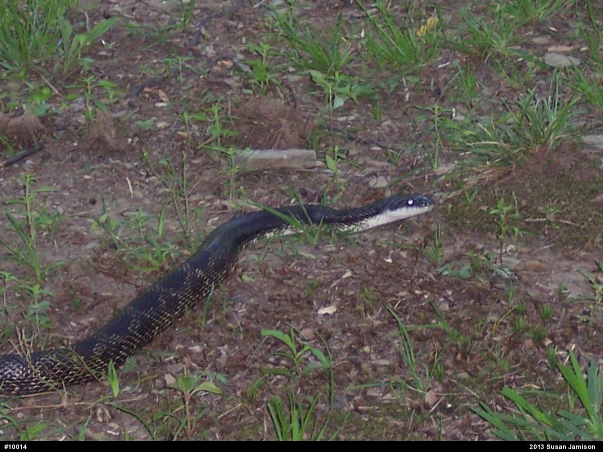Eastern Ratsnake