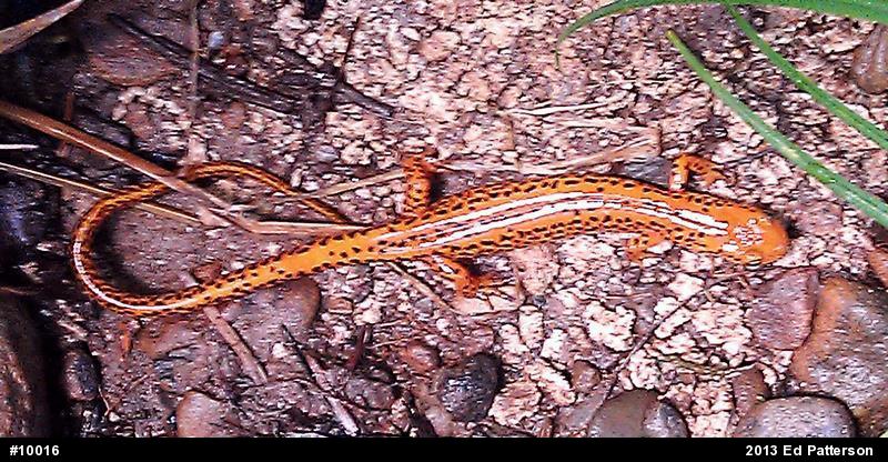 Eastern Long-tailed Salamander