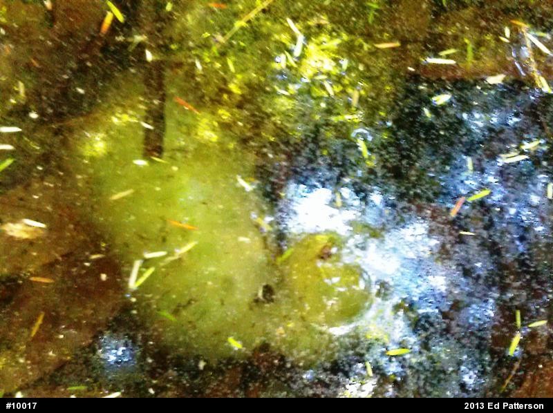 Spotted Salamander