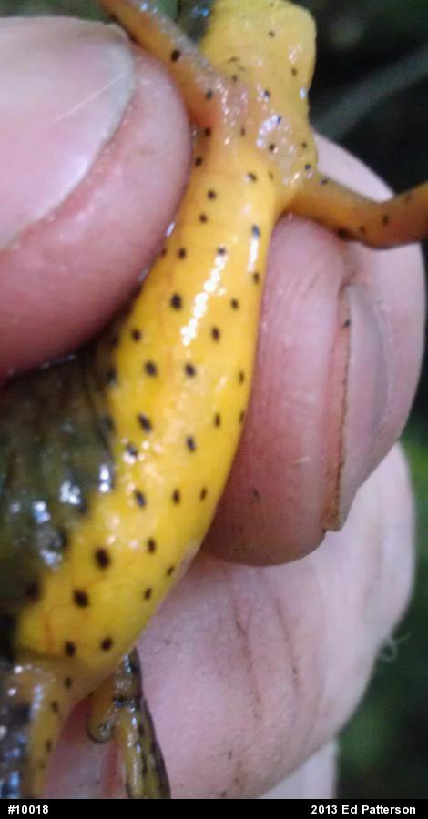 Red-spotted Newt
