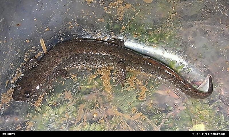 Northern Dusky Salamander