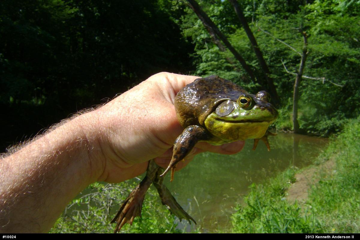 American Bullfrog