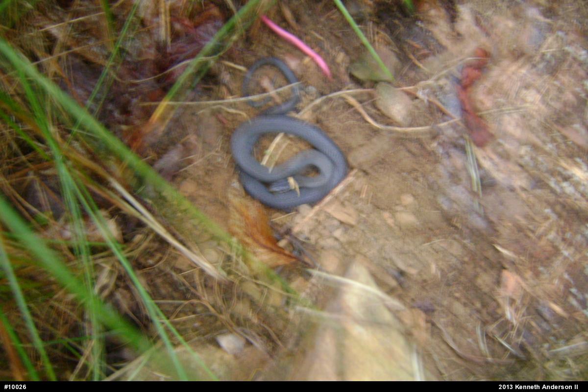Northern Ring-necked Snake