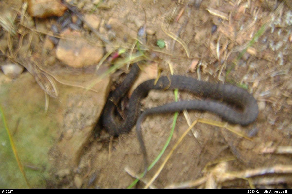 Eastern Gartersnake