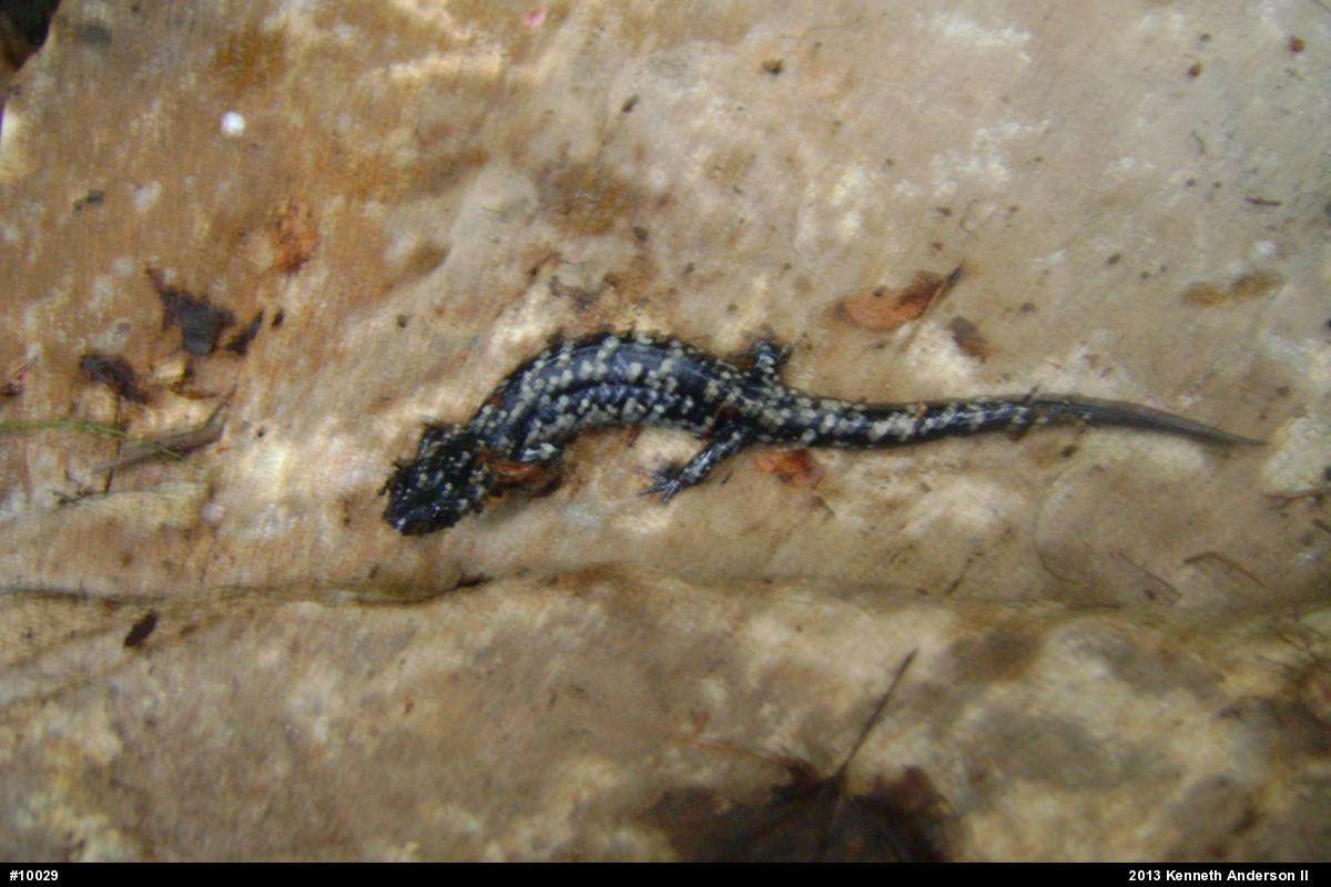 Northern Slimy Salamander