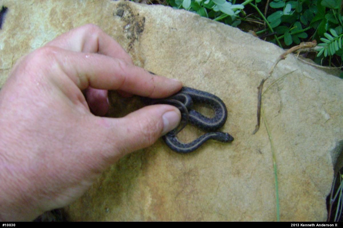 Eastern Gartersnake
