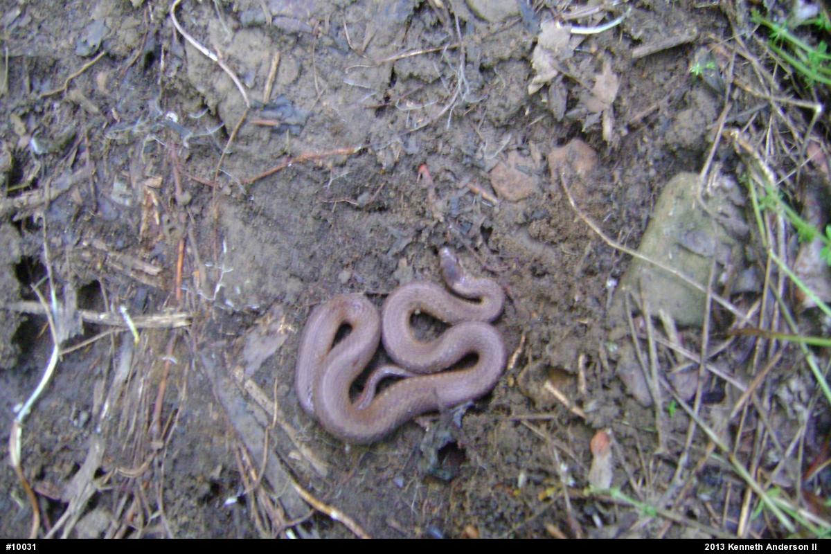 Red-bellied Snake