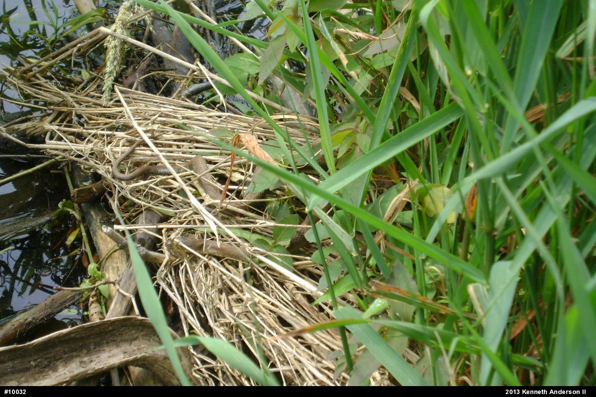 Northern Watersnake