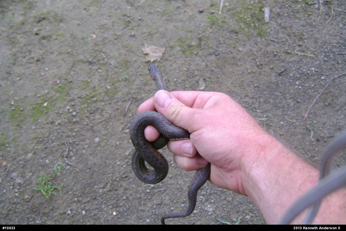 Eastern Gartersnake
