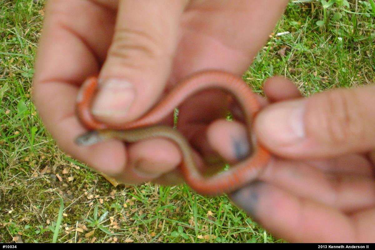 Red-bellied Snake