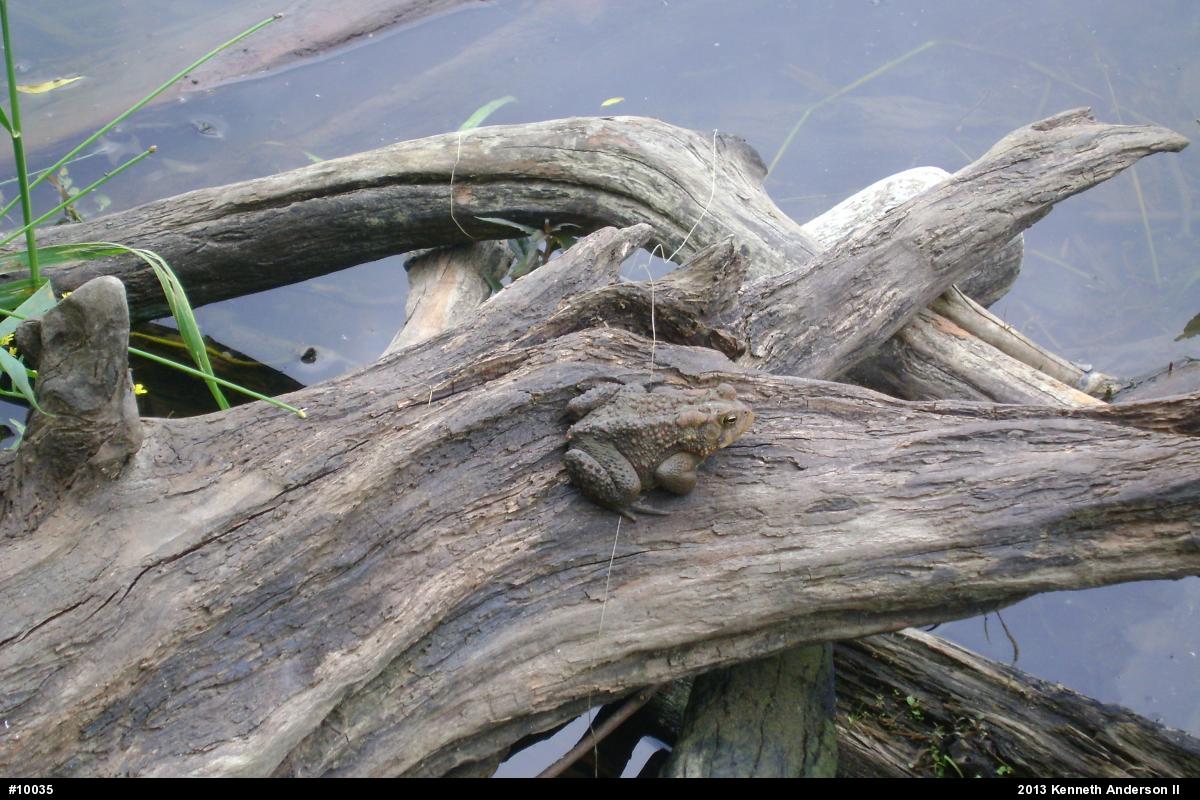 Eastern American Toad