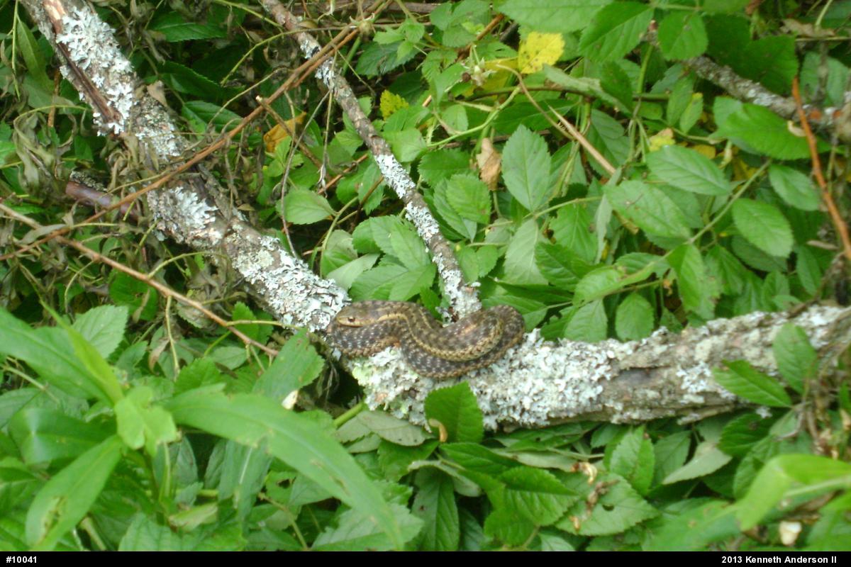 Eastern Gartersnake