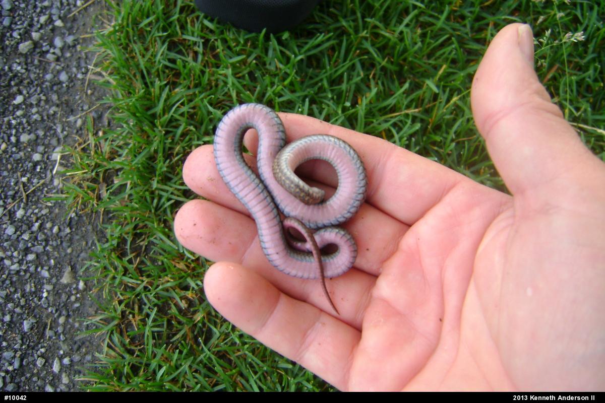Red-bellied Snake