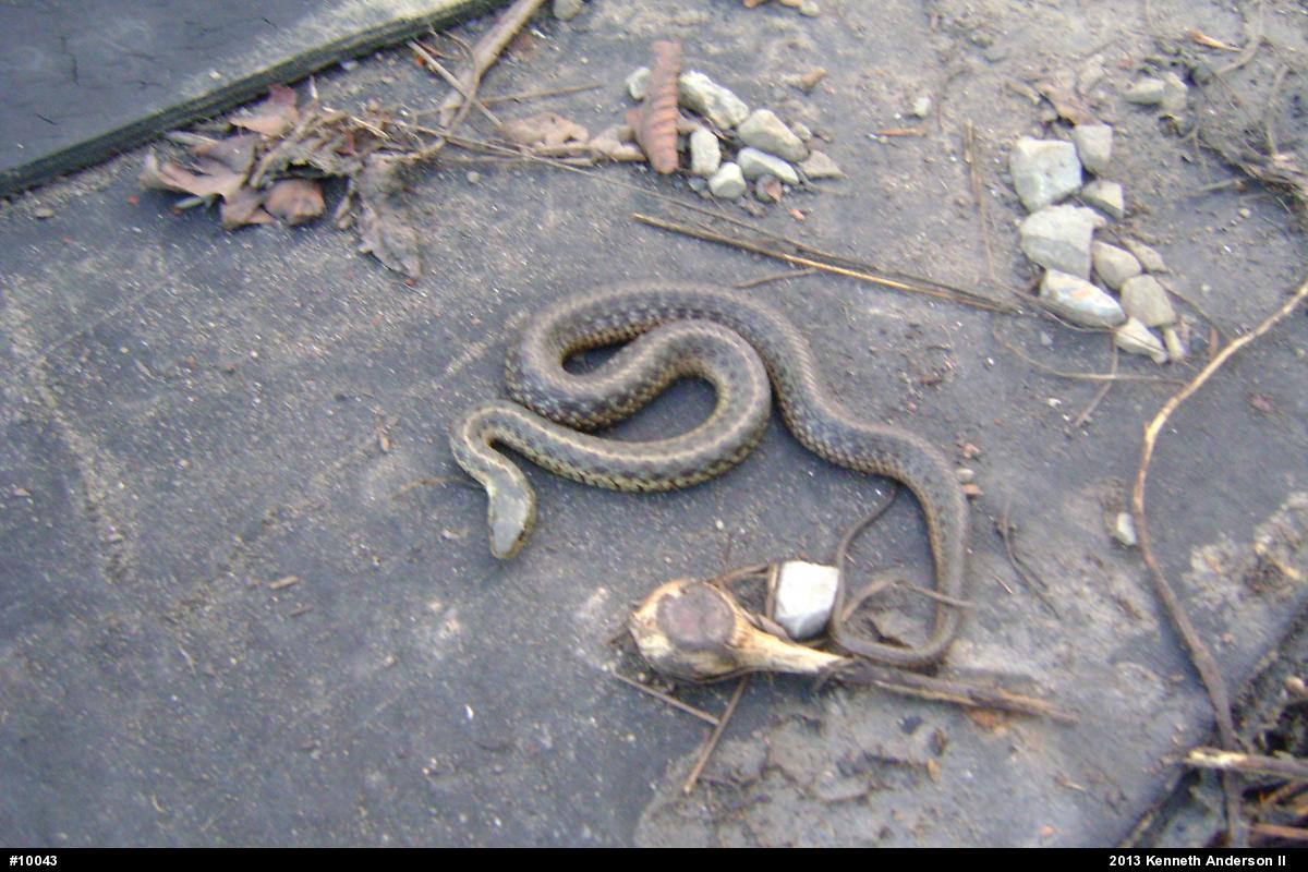 Eastern Gartersnake