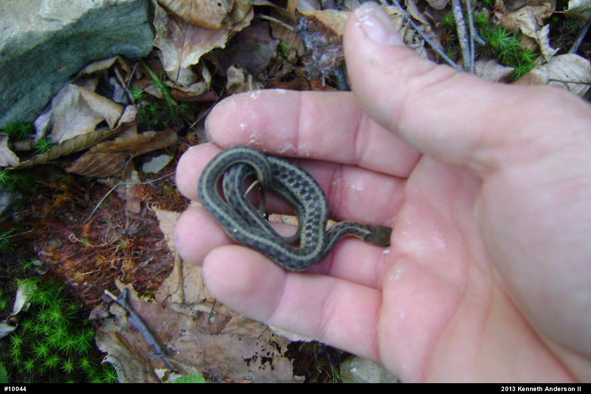 Eastern Gartersnake