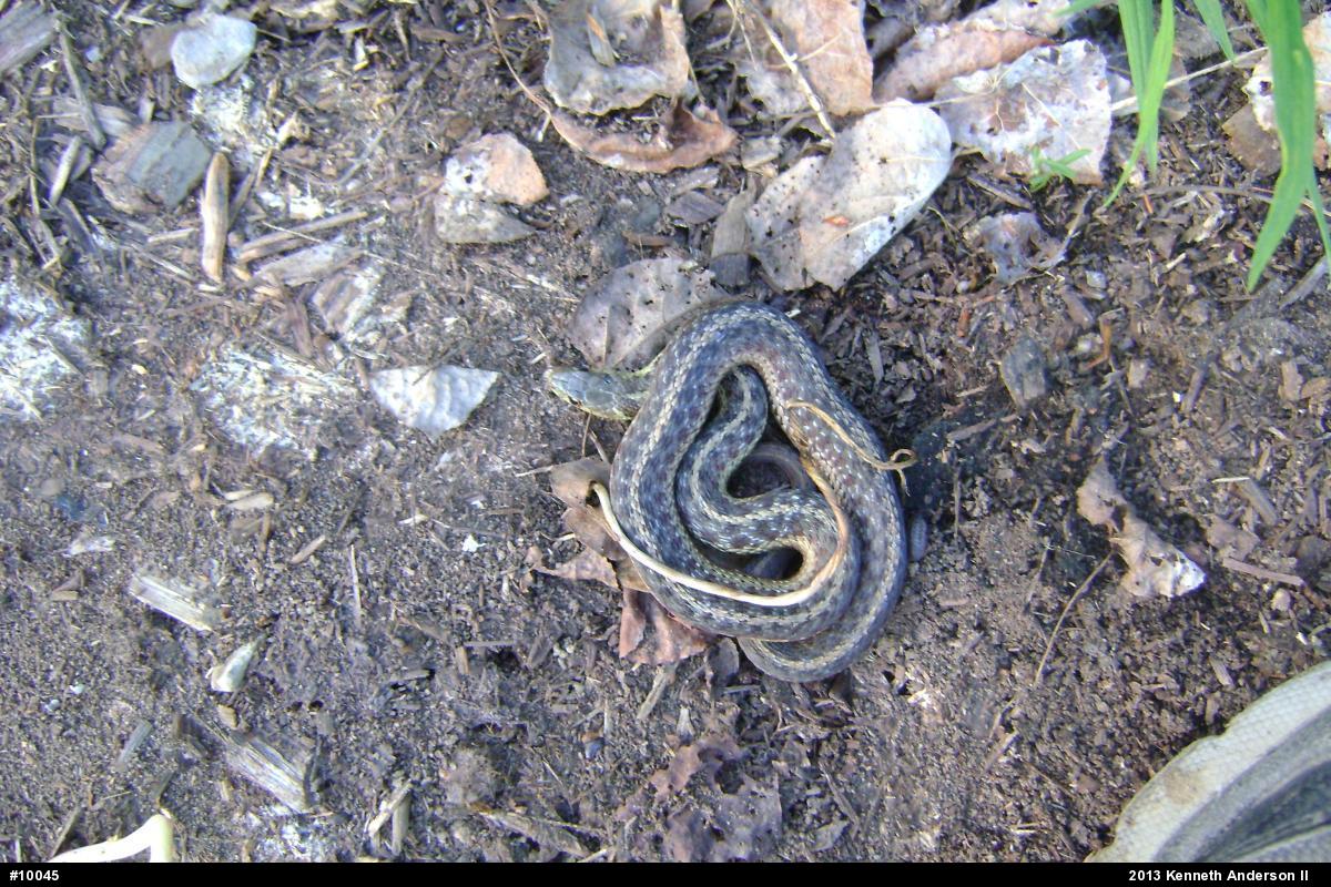 Eastern Gartersnake
