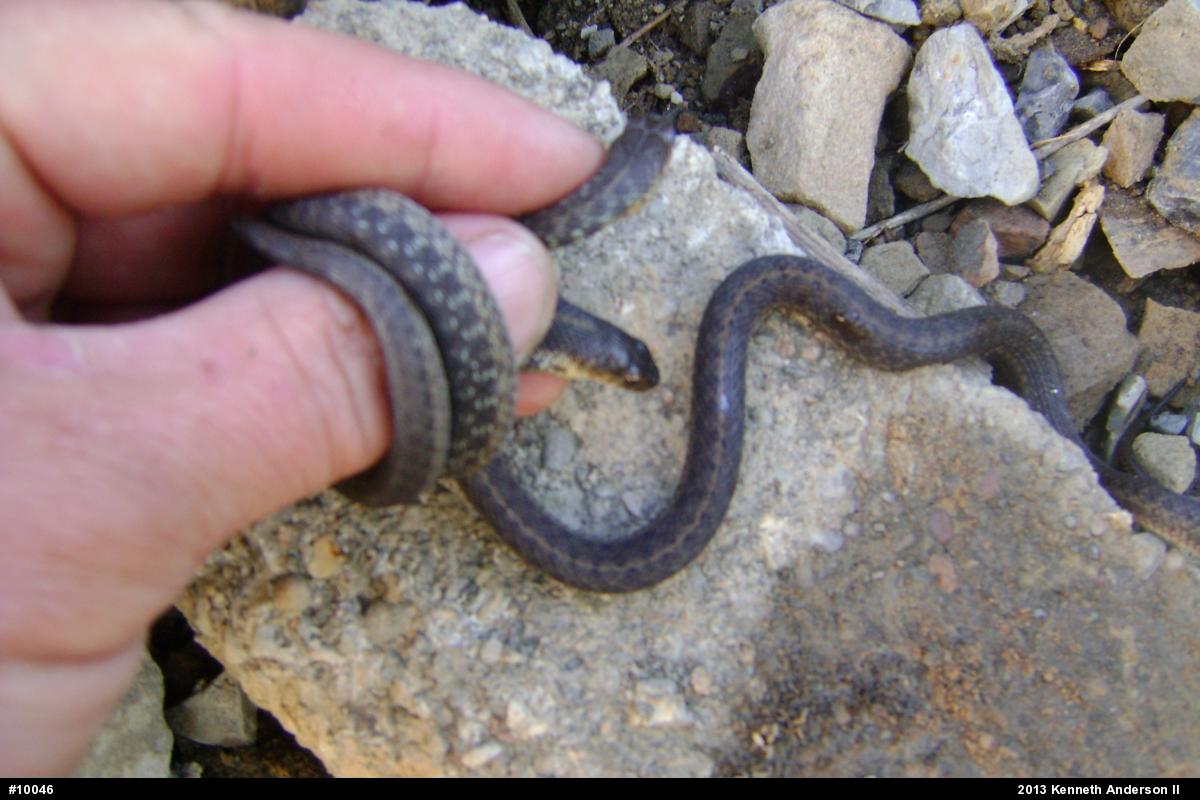 Eastern Gartersnake