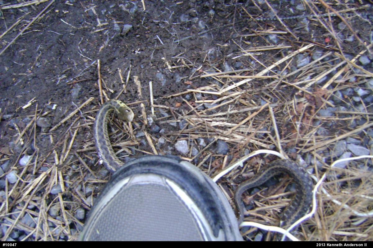 Eastern Gartersnake