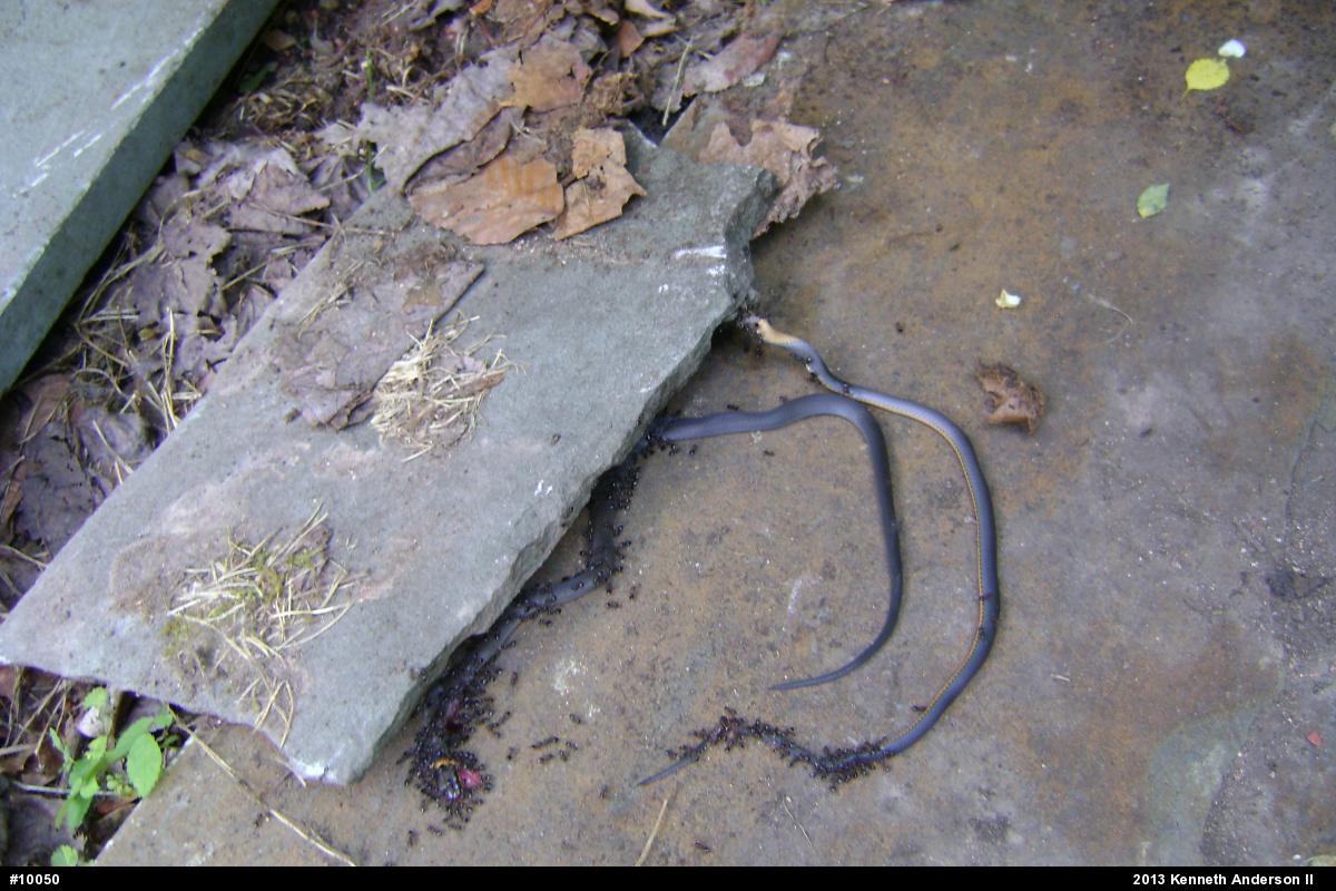 Northern Ring-necked Snake