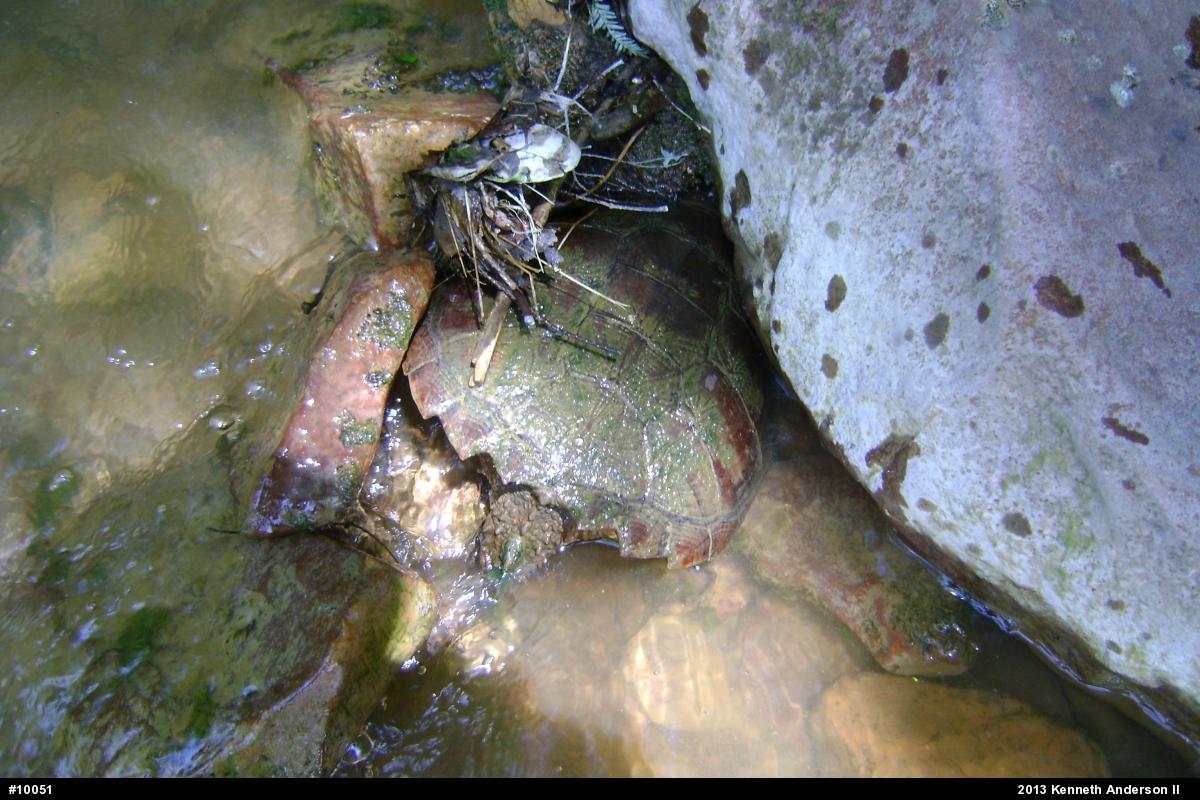 Snapping Turtle