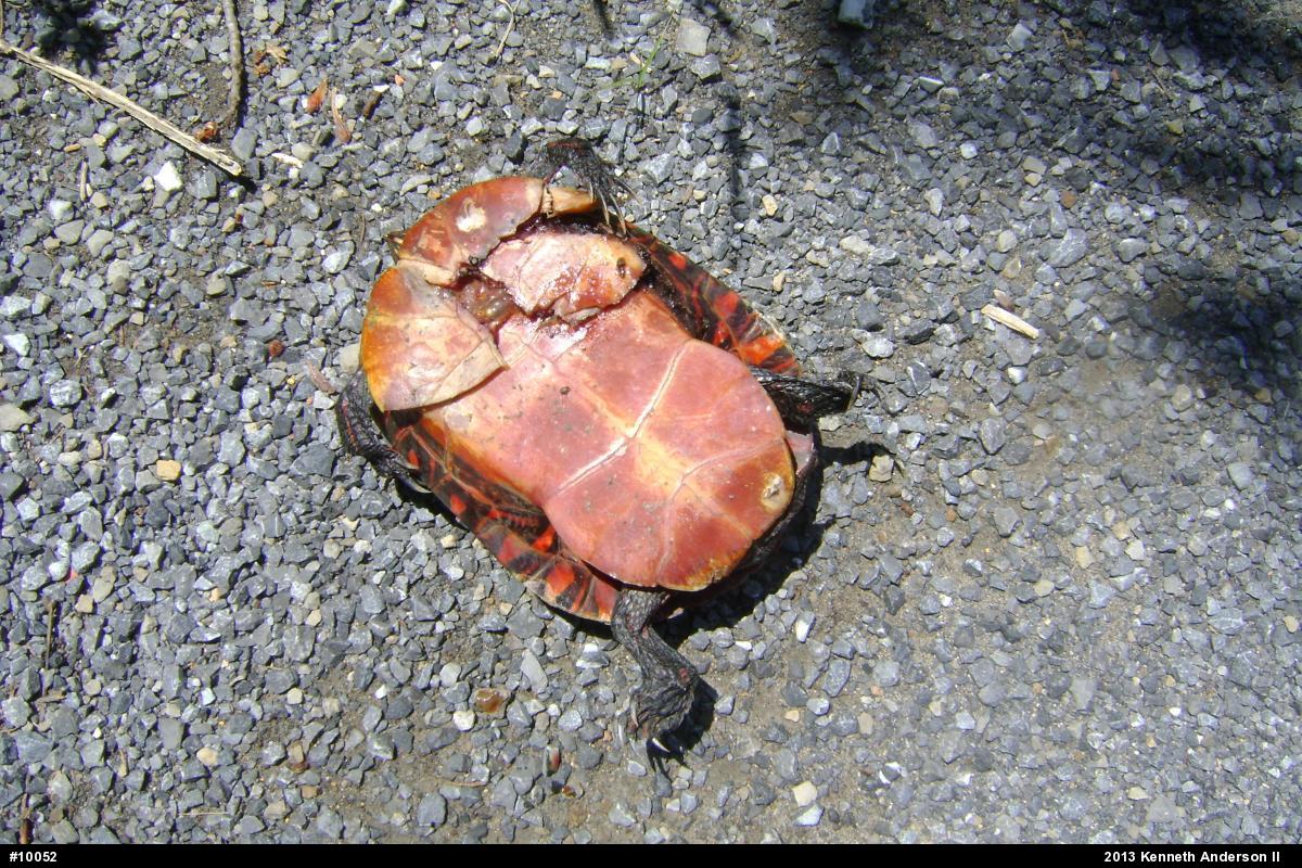 Eastern Painted Turtle