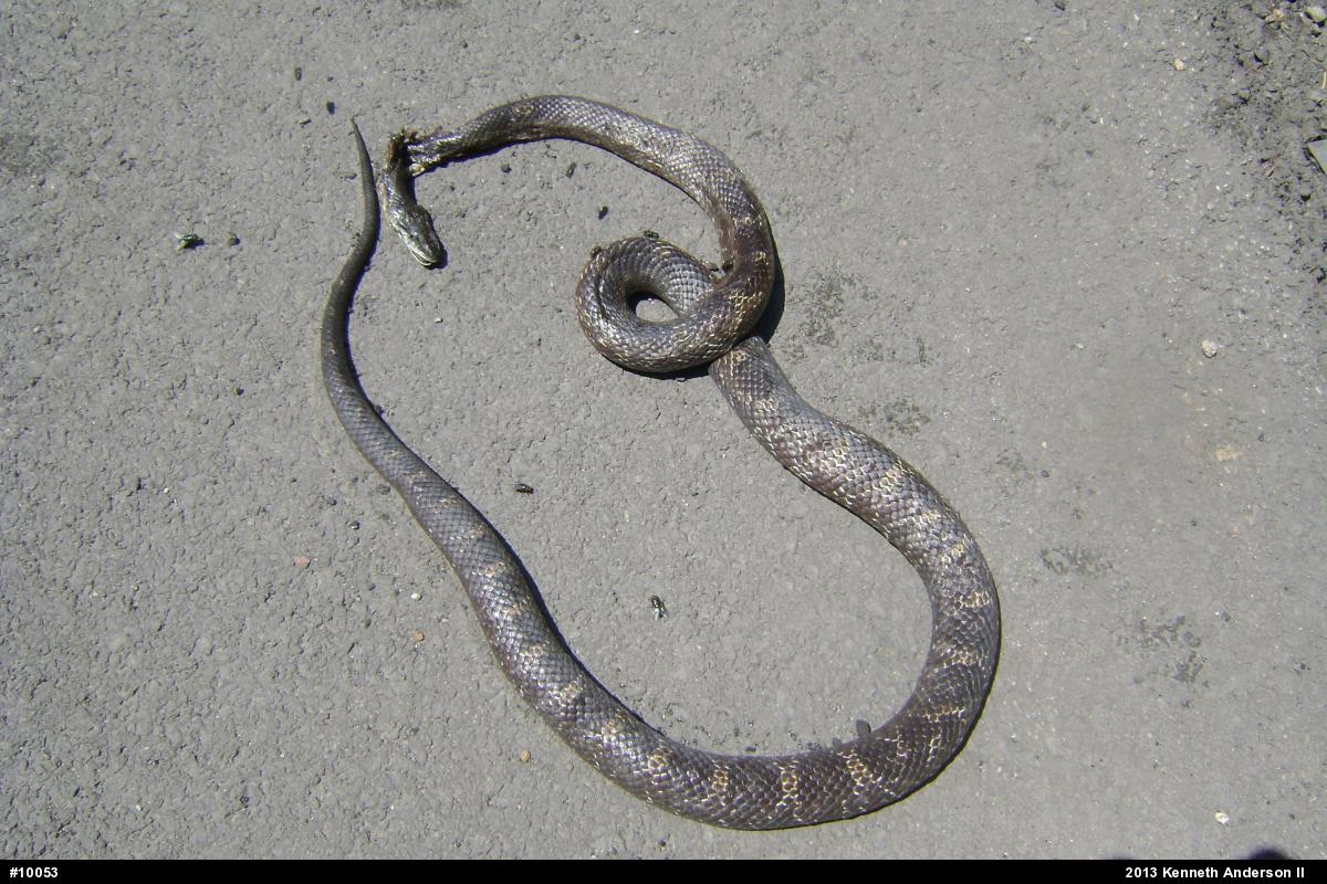 Eastern Ratsnake