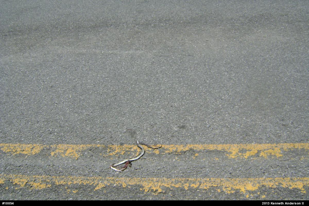 Eastern Milksnake