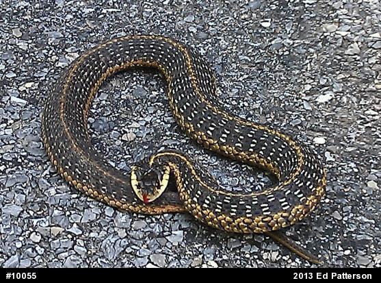 Eastern Gartersnake