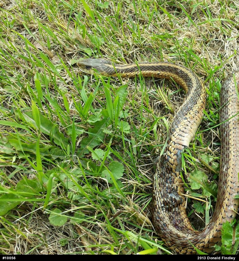 Eastern Gartersnake