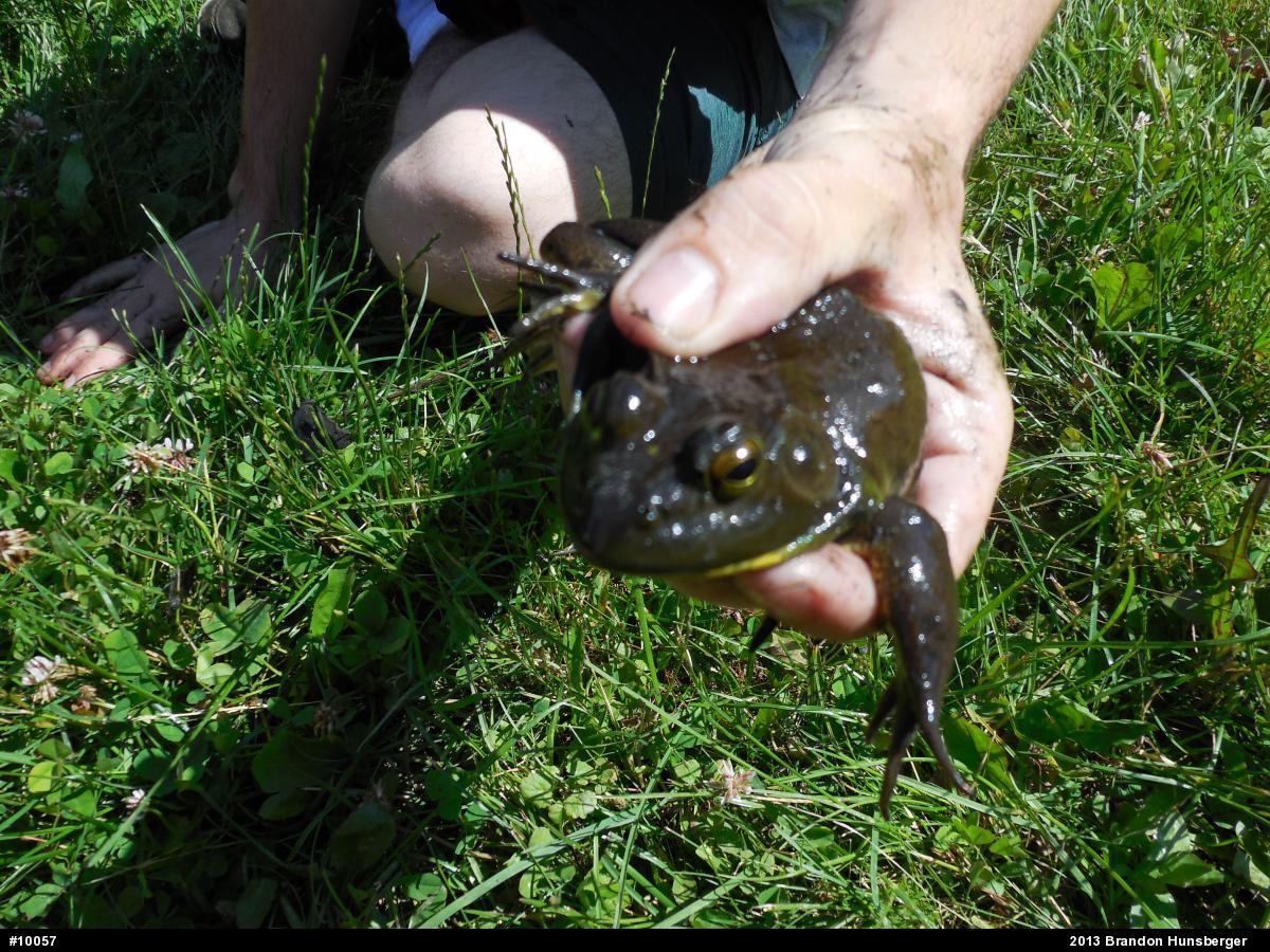 American Bullfrog