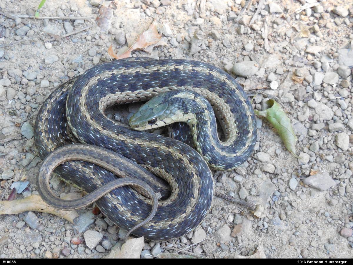 Eastern Gartersnake