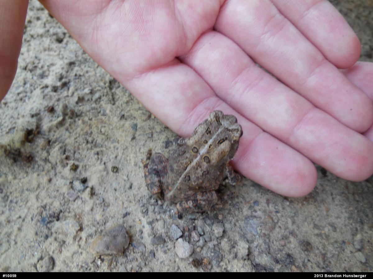 Eastern American Toad