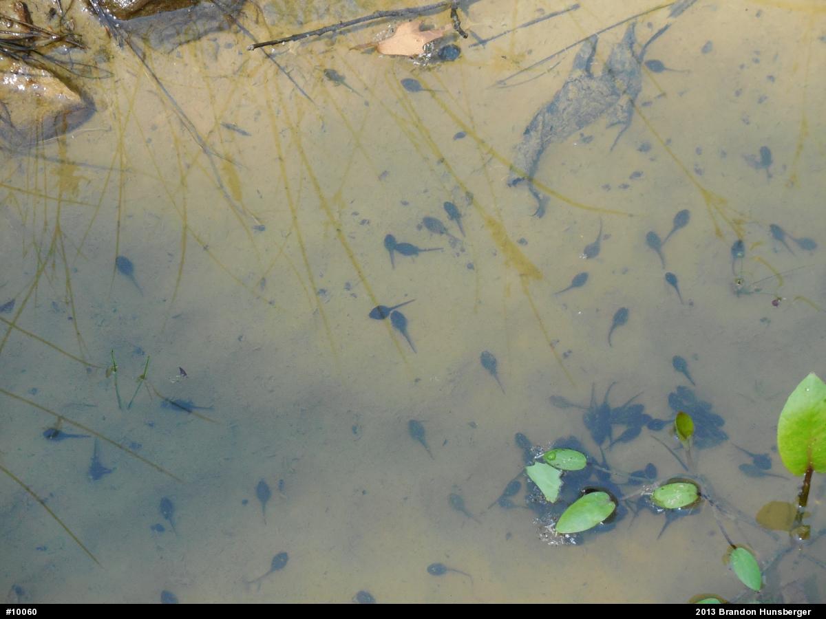 Eastern American Toad