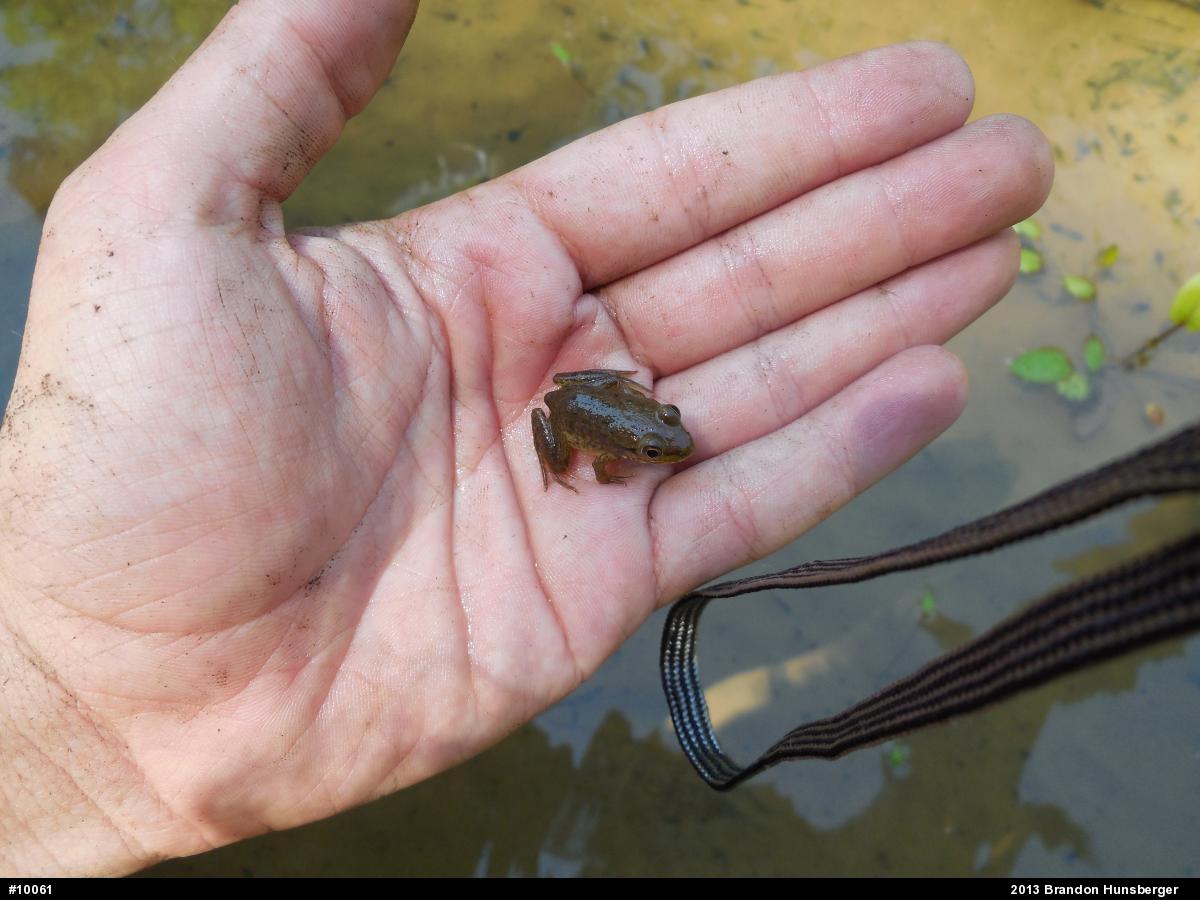 True Frogs