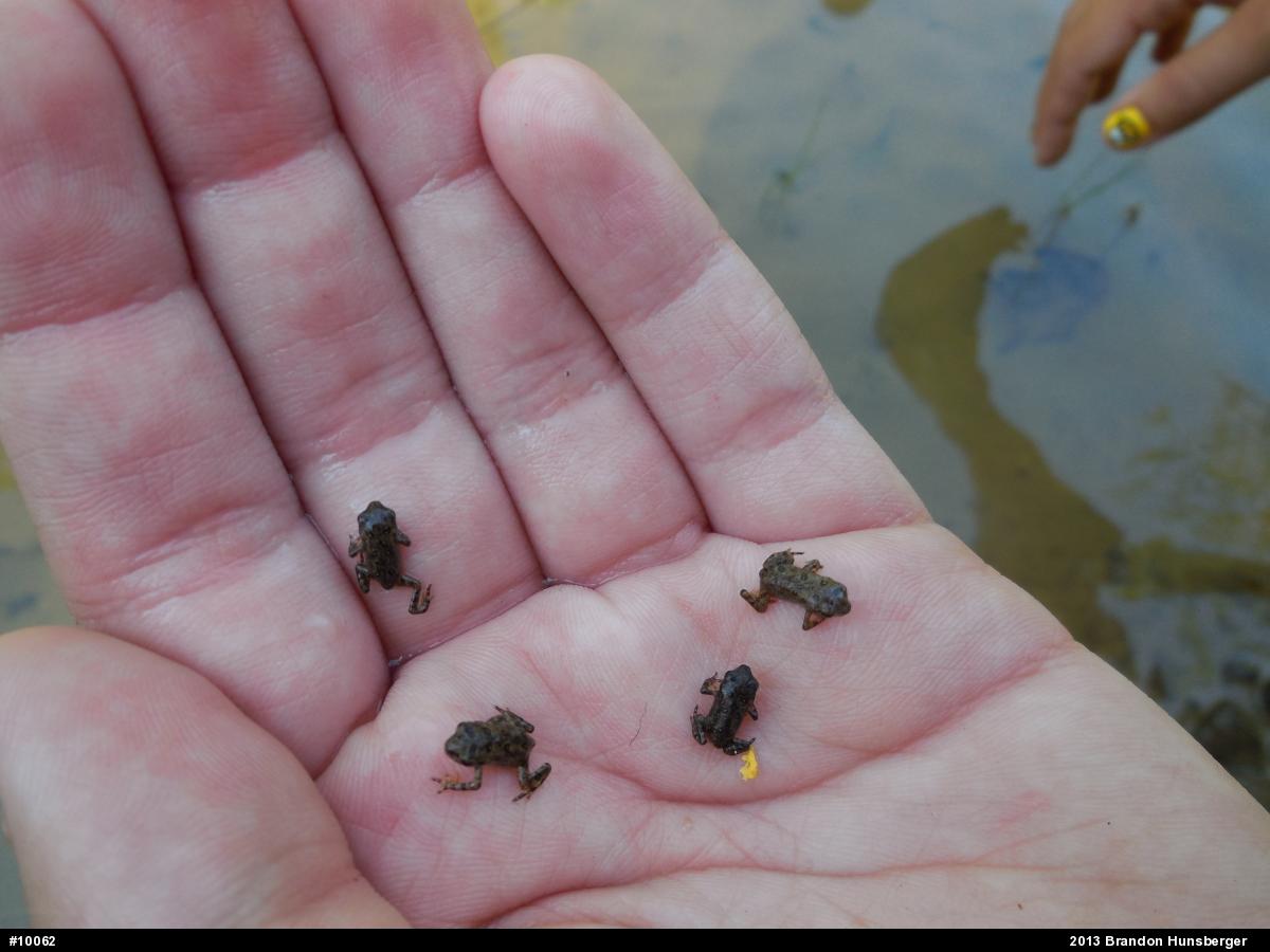 True Toads