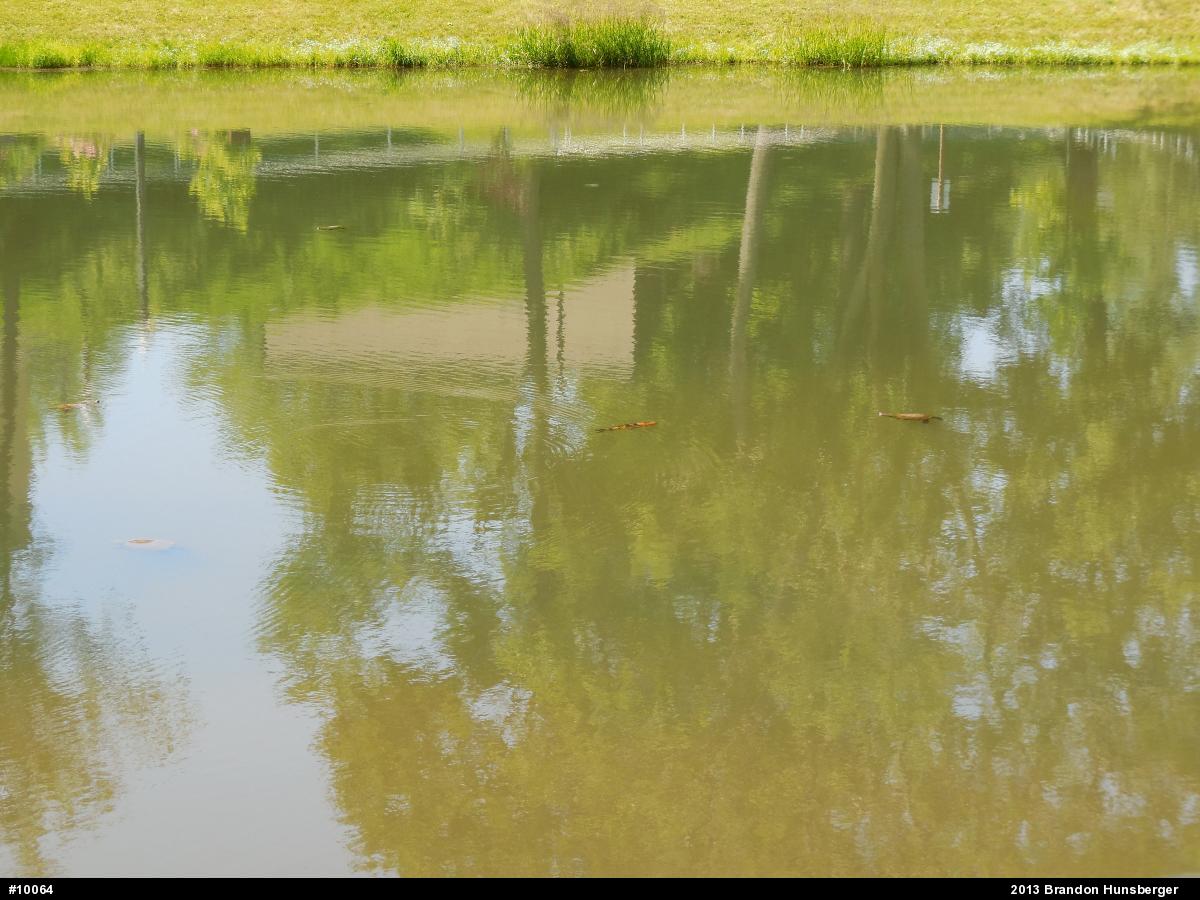 Snapping Turtle