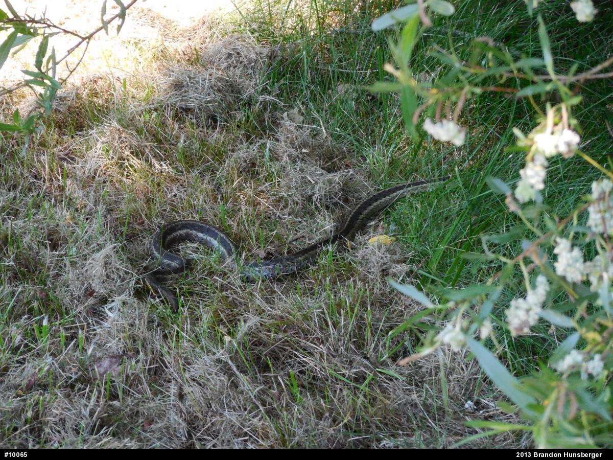 Eastern Gartersnake